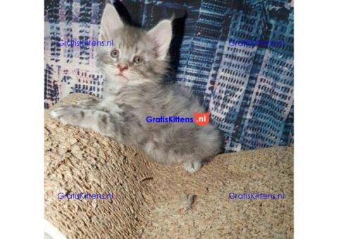 Available Maine Coon Kittens