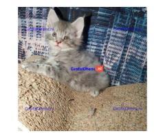 Available Maine Coon Kittens