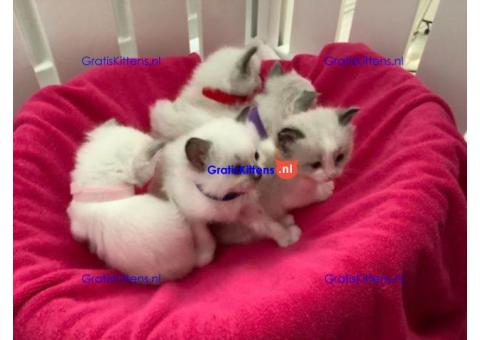 Beautiful Birman Kittens