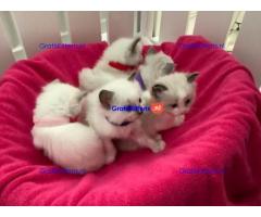 Beautiful Birman Kittens