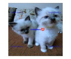Cute male and female Ragdoll Kittens