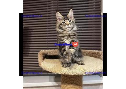 Kittens te koop (Maine Coon)