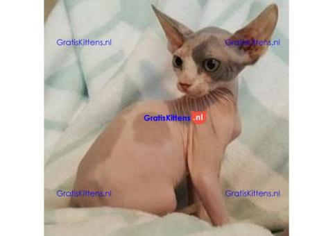 Geregistreerde Sphynx-kittens nu beschikbaar.