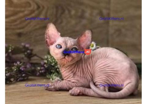 Geregistreerde Sphynx-kittens nu