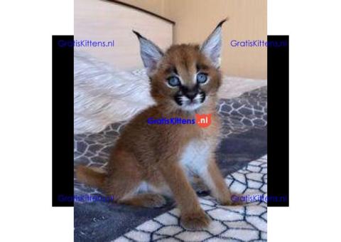 Caracal-kittens te koop