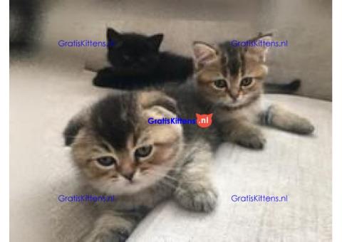 Scottish Fold Kittens te koop