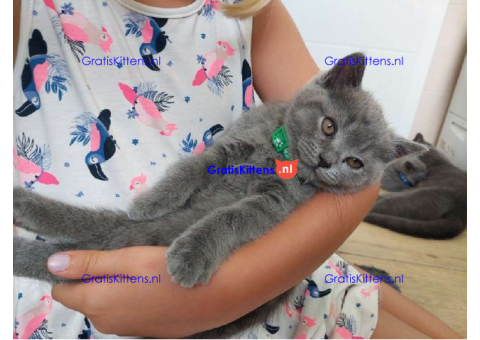 Brits Korthaar kittens. Whatsapp/Viber mij +358469435676