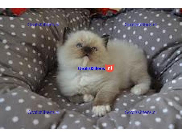 Fantastische Ragdoll kitten beschikbaar