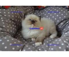 Fantastische Ragdoll kitten beschikbaar