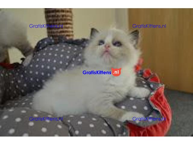 Fantastische Ragdoll kitten beschikbaar