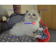 Fantastische Ragdoll kitten beschikbaar