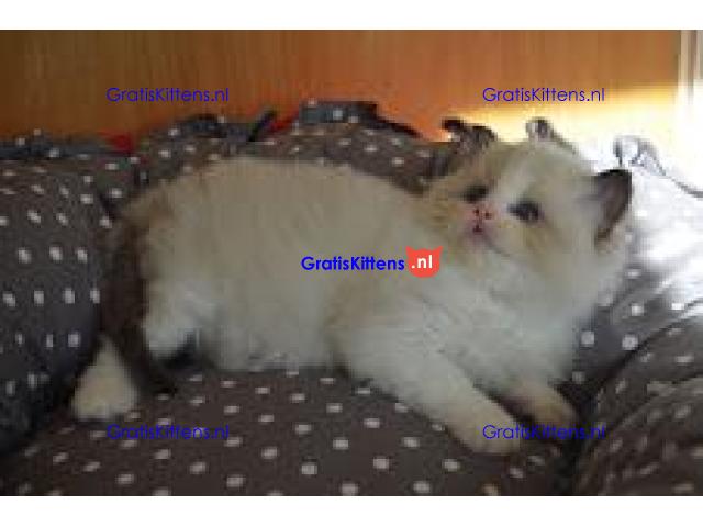 Fantastische Ragdoll kitten beschikbaar