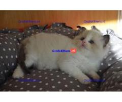 Fantastische Ragdoll kitten beschikbaar