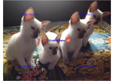 Lieve Siamese kittens
