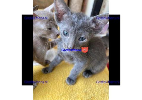 Prachtige Oosterse Kittens beschikbaar