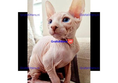 Prachtige Sphynx-kittens nu klaar