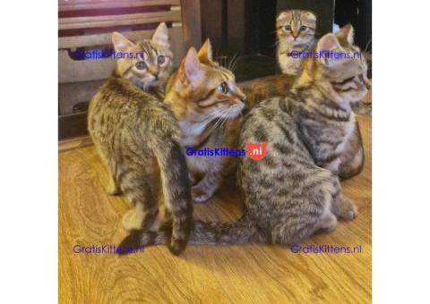 Mooie Bengaalse kittens