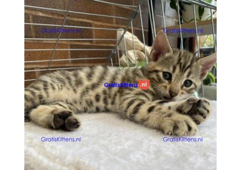 2 mooie Bengaalse kittens jongen en meisje