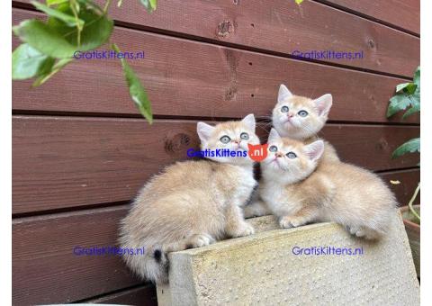 Brits Korthaar kittens