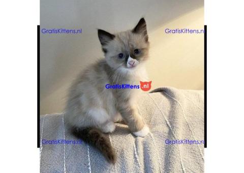 Superleuke, vriendelijke en prachtige Birmaan X Kittens