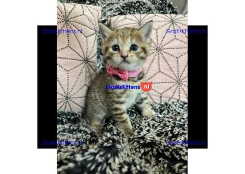 Brits korthaar kittens prachtige baby's ??