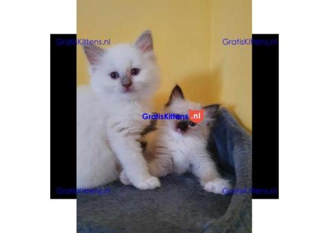5 prachtige Ragdoll-kittens NU klaar!!!