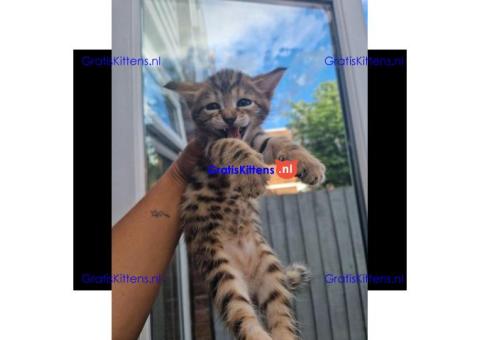 Geweldig uitziende Savannah-kittens