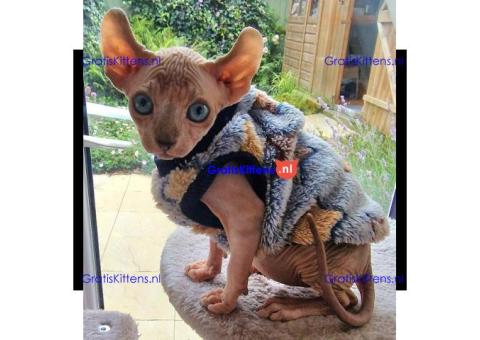 Mooie Elf, Sphynx kittens nu klaar.