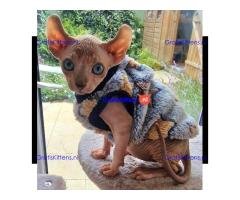 Mooie Elf, Sphynx kittens nu klaar.