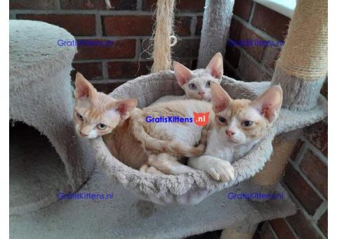 Schattige Devon Rex-kittens.