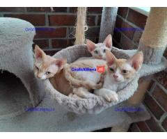 Schattige Devon Rex-kittens.