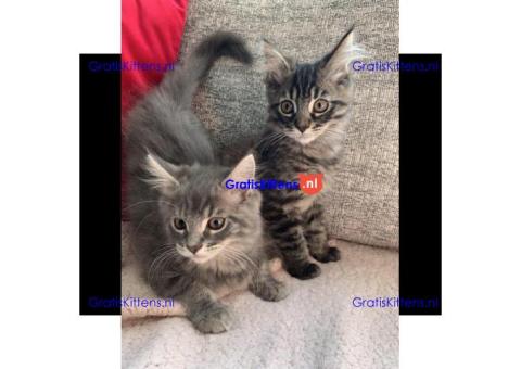 Mooie Maine Coon-kittens -