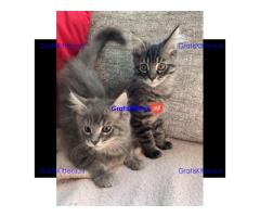 Mooie Maine Coon-kittens -
