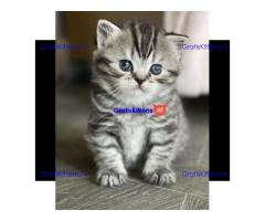 Brits korthaar bruine tabby kittens