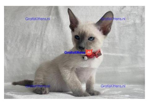 Siamese kittens
