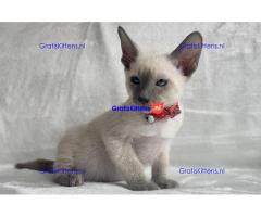 Siamese kittens