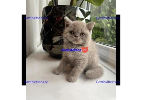 Brits korthaar kittens van 12 weken oud