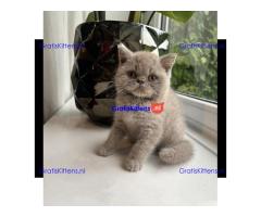 Brits korthaar kittens van 12 weken oud