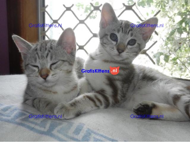 Mooie Australische kittens,