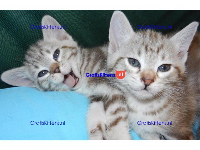 Mooie Australische kittens,