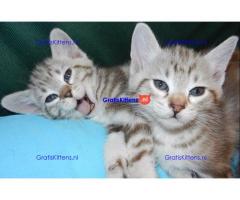 Mooie Australische kittens,