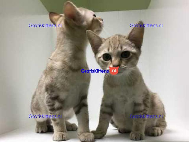 Mooie Australische kittens,