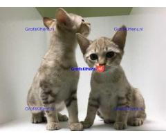 Mooie Australische kittens,