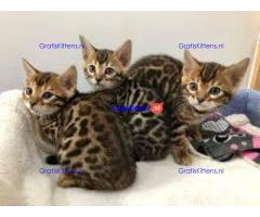 super Bengaalse kittens voor adoptie