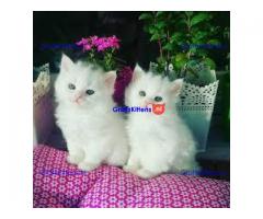 mooie Perzische kittens voor adoptie