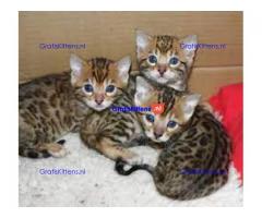perfecte Bengaalse kittens voor adoptie