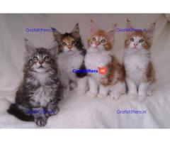 schattige maine coon kittens voor adoptie