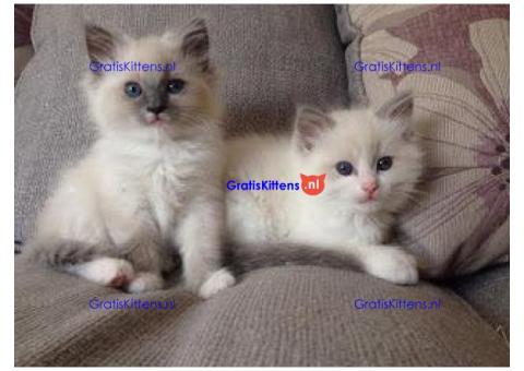 Familie Opgevoed en Lieve Ragdoll-kittens*