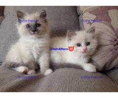 Familie Opgevoed en Lieve Ragdoll-kittens*