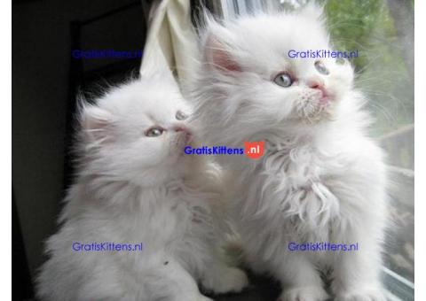kleine vreugde Perzische kittens